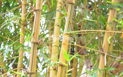 uploads/news/2025/08/mengenal-bambu-kuning-si-2159609b1692ec2_400.jpg