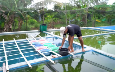uploads/news/2025/08/merawat-ikan-hias-golfish-26749cd309c6912_400.png