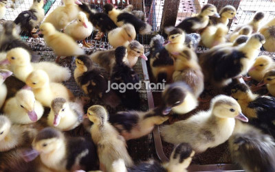 uploads/news/2025/08/pantauan-harga-unggas-pasar-657063cf889f0d0_400.jpg