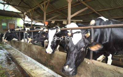 uploads/news/2025/08/perhatikan-teknik-kandang-agar-94696062c3f8971_400.jpg