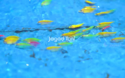 uploads/news/2025/08/ternak-ikan-hias-menguntungkan-78403a9a11f3c87_400.png