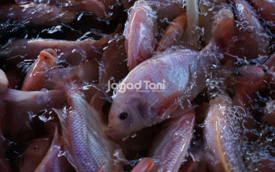 uploads/news/2025/08/tips-bedakan-nila-konvesional-75569a756117236_400.jpg