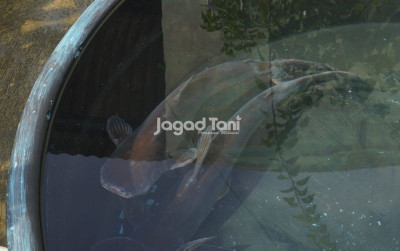 uploads/news/2025/08/tips-memulai-ternak-patin-124965128d4691f_400.jpg