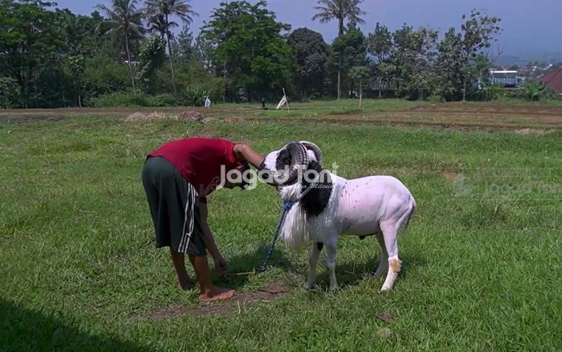uploads/news/2025/08/tips-merawat-domba-ala-84662b6b5cd30d1.png