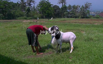uploads/news/2025/08/tips-merawat-domba-ala-84662b6b5cd30d1_400.png