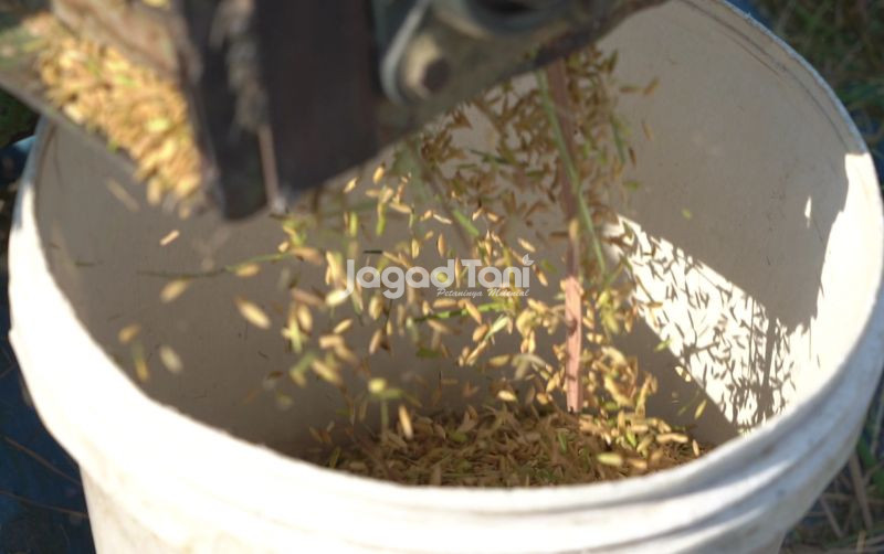 uploads/news/2025/08/tren-harga-gabah-kian-8291211a7abe4d9.png