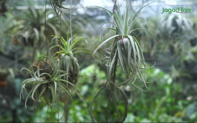 uploads/news/2025/09/airplant-solusi-bertanaman-di-71733b871adfe1a_400.jpg