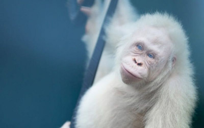 uploads/news/2025/09/alba-satu-satunya-orangutan-albino-5027363d2cb4693_400.jpeg