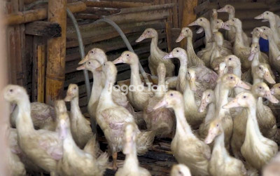 uploads/news/2025/09/atasi-mahalnya-pakan-bebek-953062b35bd086c_400.png