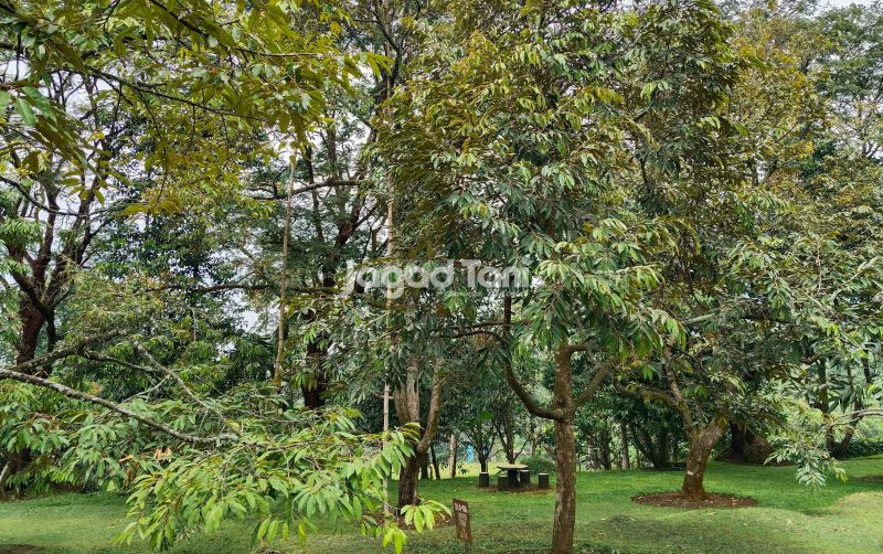 uploads/news/2025/09/dari-tentara-suka-durian--56419818e93c267.jpg