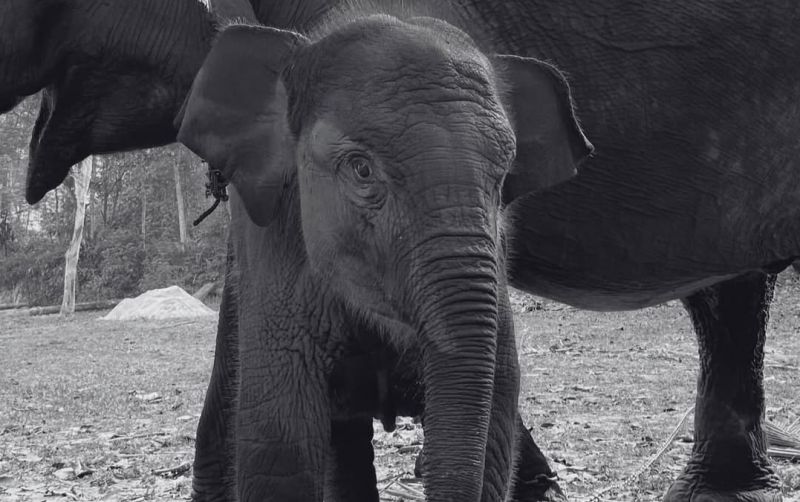 uploads/news/2025/09/eehv-penyebab-kematian-gajah-48075e1fb1fec93.jpeg