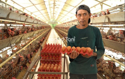 uploads/news/2025/09/harga-telur-dan-ayam-766491b57af0593_400.jpg
