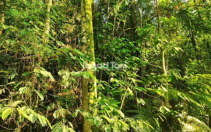 uploads/news/2025/09/hasil-hutan-bukan-kayu-416252033f9f8f2.jpg