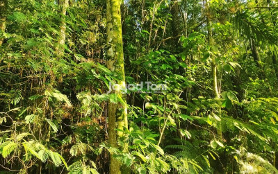 uploads/news/2025/09/hasil-hutan-bukan-kayu-416252033f9f8f2_400.jpg