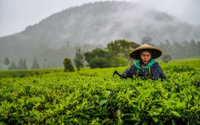 uploads/news/2025/09/kebun-teh-di-sidamanik--3314141c5be334e_400.jpg