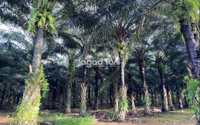 uploads/news/2025/09/kek-sei-mangkei-jadi-80502d85b98b077_400.jpg