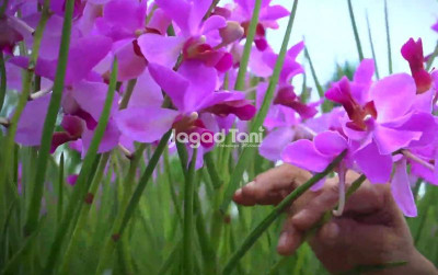 uploads/news/2025/09/ketahui-jarak-tanam-anggrek-17363e2ad1928d9_400.png