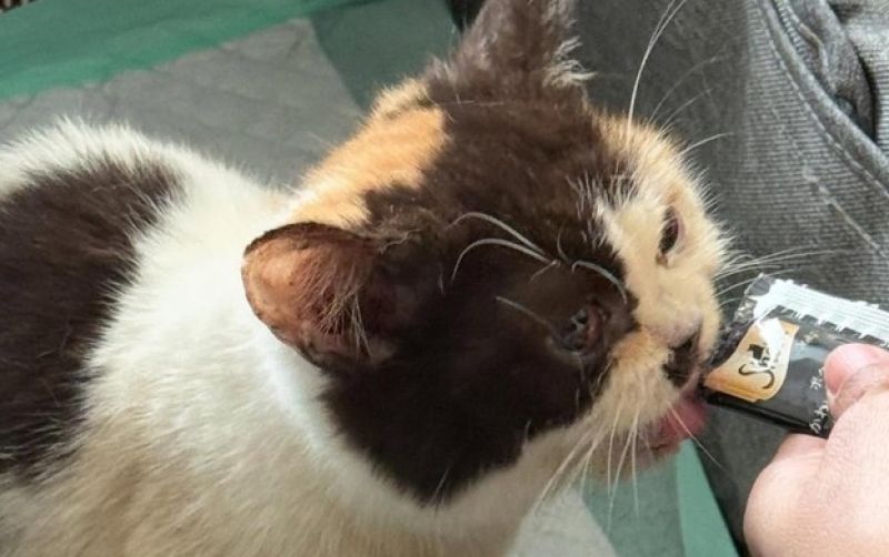uploads/news/2025/09/kucing-british-shorthair-uya-87498888005ed4a.jpeg