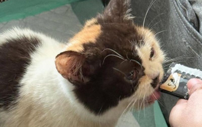 uploads/news/2025/09/kucing-british-shorthair-uya-87498888005ed4a_400.jpeg