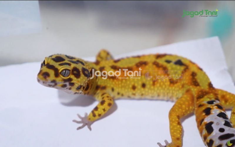 uploads/news/2025/09/leopard-gecko-pintu-pertama-593465bd2235a08.png