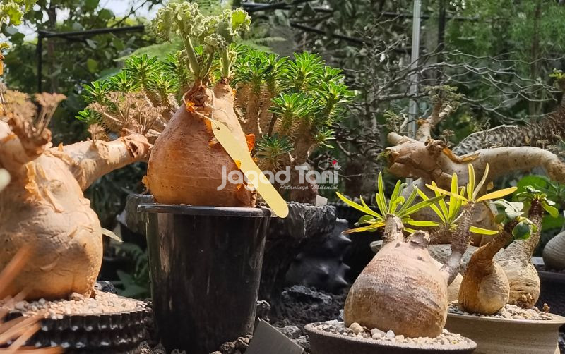 uploads/news/2025/09/memilih-media-tanaman-gurun-38932c1b108b051.jpg