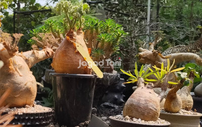 uploads/news/2025/09/memilih-media-tanaman-gurun-38932c1b108b051_400.jpg