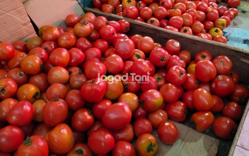 uploads/news/2025/09/mengenal-buah-tomat-jenis-80865db4ba0f2db.jpg