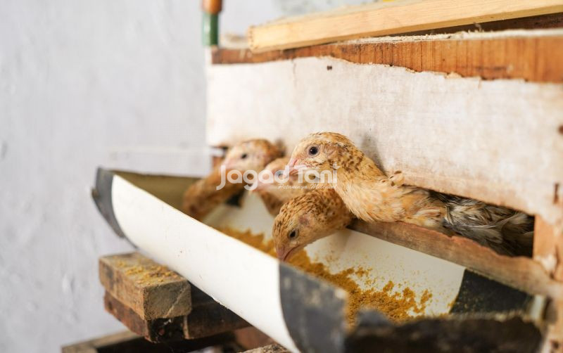 uploads/news/2025/09/pemilihan-indukan-puyuh-petelur-22951824c741292.jpeg