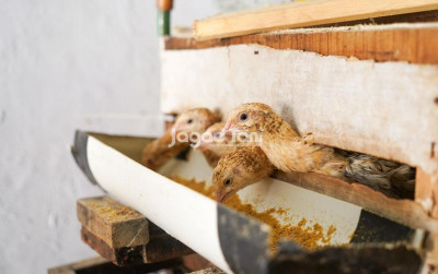 uploads/news/2025/09/pemilihan-indukan-puyuh-petelur-22951824c741292_400.jpeg