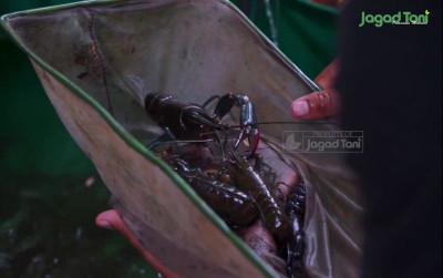 uploads/news/2025/09/perhatikan-warna-telur-lobster-2564716a43c0d52_400.png