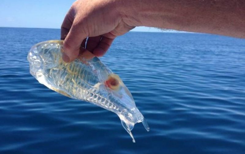 uploads/news/2025/09/salpa-maggiore-ikan-langka-51182b3b6e2b47b.jpg
