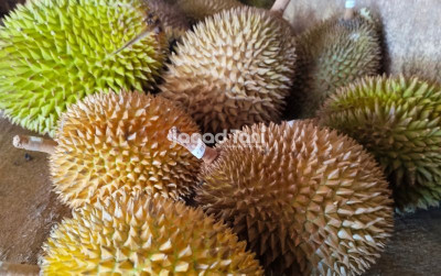 uploads/news/2025/09/selain-montong-durian-lokal-585571f3326329f_400.jpg