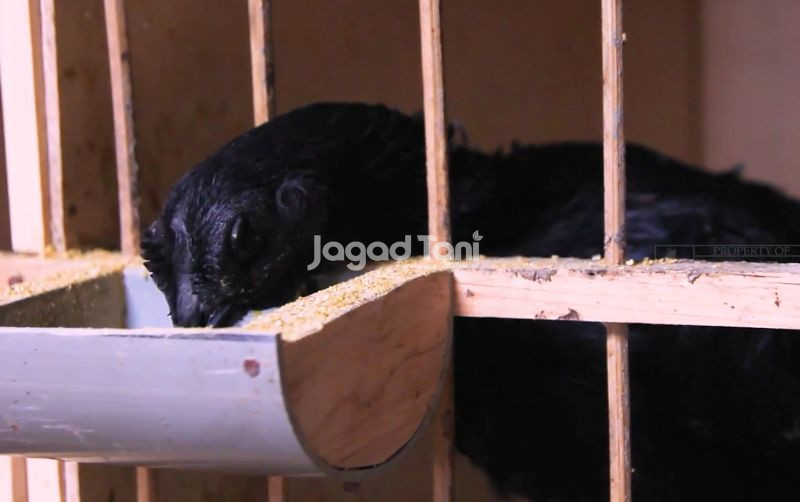 uploads/news/2025/09/waspadai-faktor-pembuat-ayam-82510a56ebb73d5.png