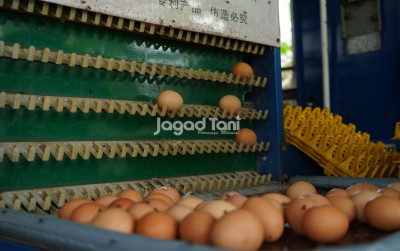 uploads/news/2025/09/waspadai-penipuan-investasi-paket-92345ca00dcd37c_400.jpg