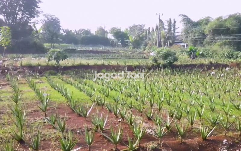 uploads/news/2025/10/bertani-praktis-tanam-lidah-387253475ce97b9.jpg