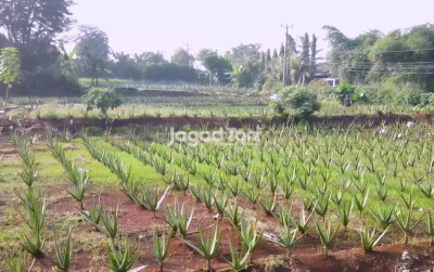 uploads/news/2025/10/bertani-praktis-tanam-lidah-387253475ce97b9_400.jpg