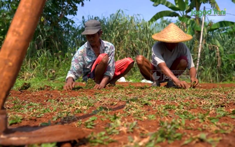 uploads/news/2025/10/bertani-rumput-gajah-tanam-67090b6b848ed40.jpg