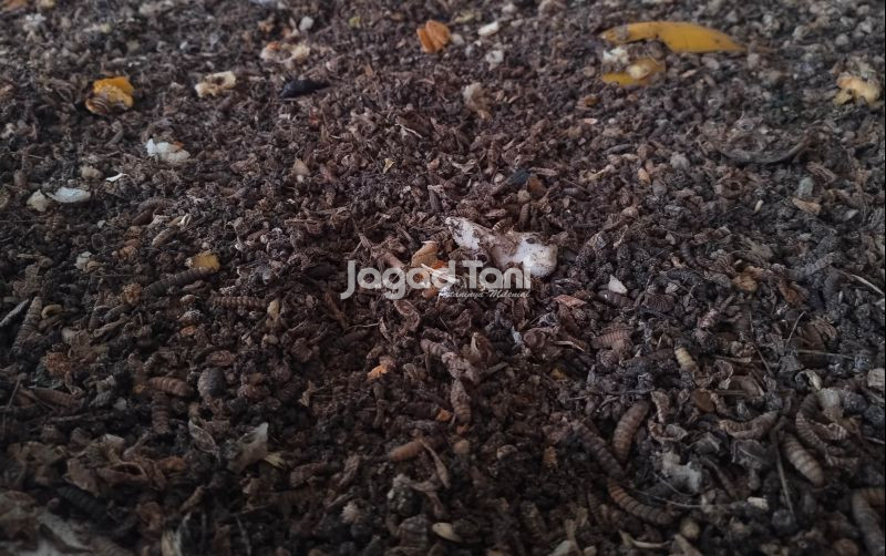 uploads/news/2025/10/beternak-maggot-ala-warga-57053768ce57b25.jpg