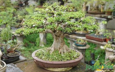 uploads/news/2025/10/bonsai-santigi-tidak-subur--9851249fd951b40_400.jpg