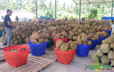 uploads/news/2025/10/durian-ilegal-malaysia-masuk-5808312cad68f29_400.jpg
