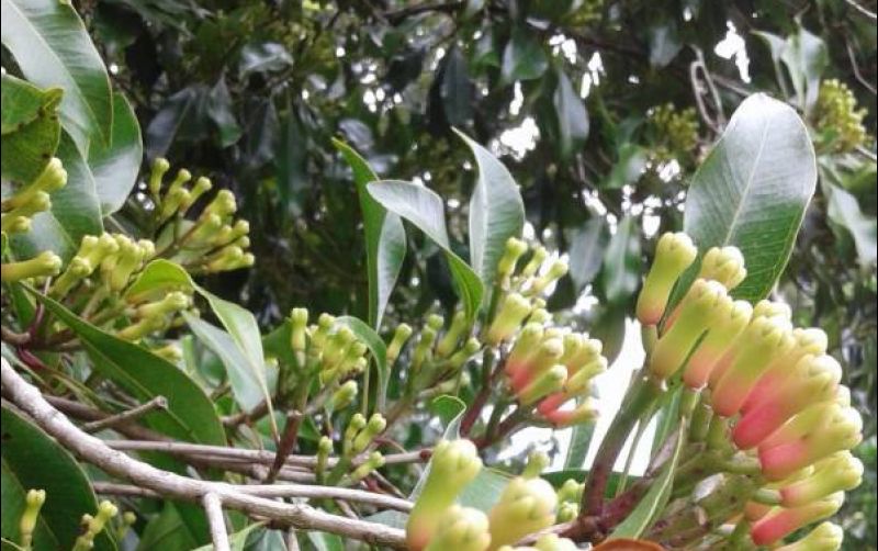 uploads/news/2025/10/emas-hijau-dari-indonesia-9128883cd42eeff.jpeg