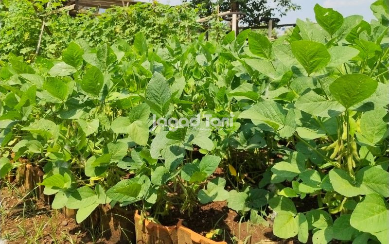 uploads/news/2025/10/fitoremediasi-solusi-atasi-kontaminasi-18521299f171cd7.jpg