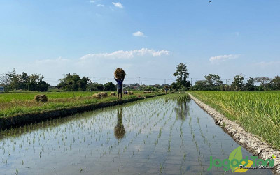 uploads/news/2025/10/januari-november-2025-produksi-beras-48971043bec4069_400.jpg