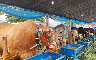 uploads/news/2025/10/ketahui-makanan-untuk-sapi-41863efaacaf252_400.jpg