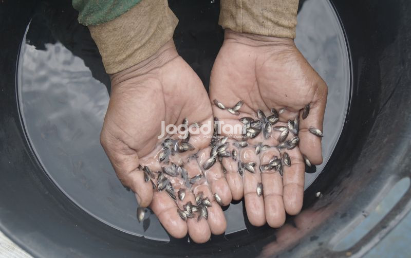 uploads/news/2025/10/lakukan-ini-saat-ikan-666238486560f06.jpg