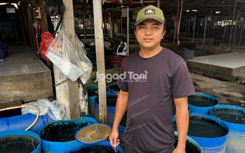 uploads/news/2025/10/lapak-bibit-lele-mulai-4046609e29d0142.jpeg