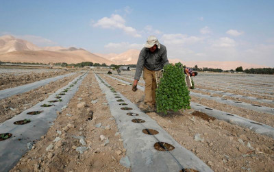 uploads/news/2025/10/mentan-palestina-90-persen-59956ad9a2bdd68_400.jpg