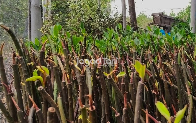 uploads/news/2025/10/menyemai-solusi-pembenihan-dengan-4502866b7828c44.jpg