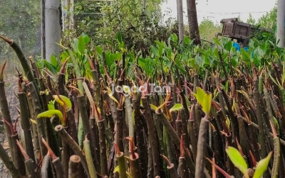 uploads/news/2025/10/menyemai-solusi-pembenihan-dengan-4502866b7828c44_400.jpg