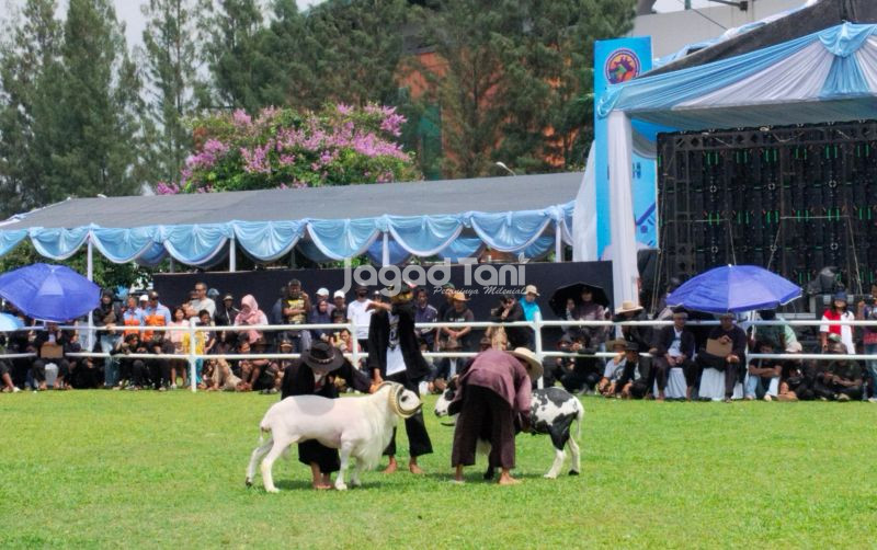 uploads/news/2025/10/menyiapkan-domba-sebelum-adu-32892698308ee68.jpg